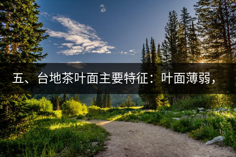五、臺地茶葉面主要特征：葉面薄弱，如薄紙易折;沖泡之后無力恢復(fù)彈性，甚至多次沖泡也不能展開，葉子愈薄愈差。