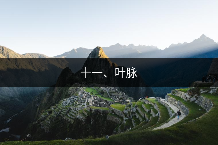 十一、葉脈