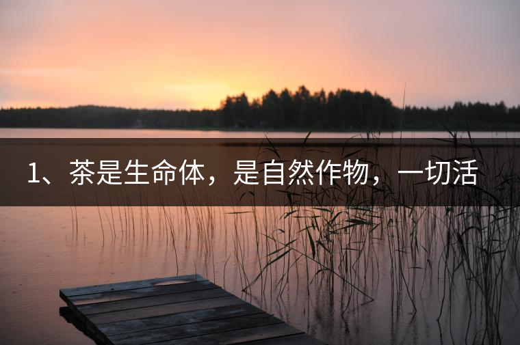 1、茶是生命體，是自然作物，一切活動(dòng)受自然規(guī)律影響。