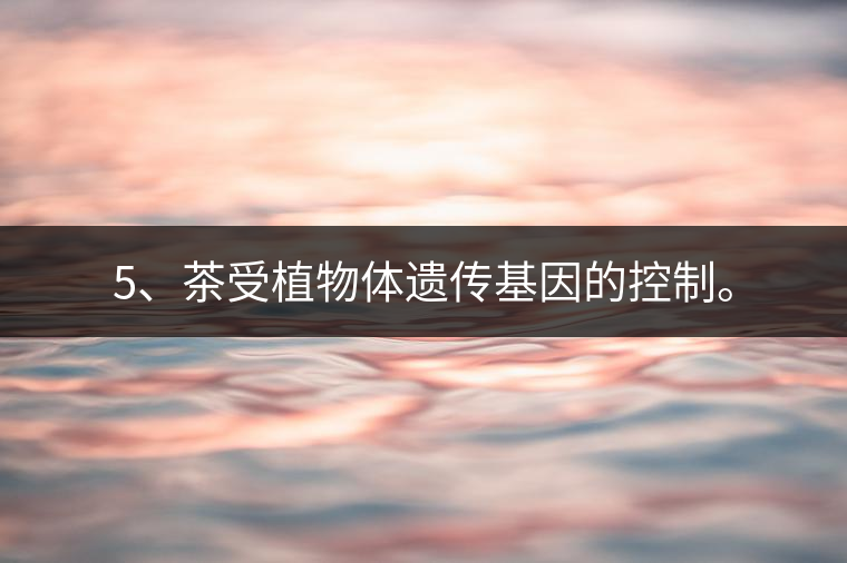 5、茶受植物體遺傳基因的控制。