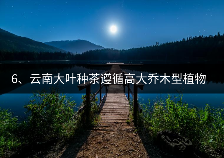 6、云南大葉種茶遵循高大喬木型植物的普遍規(guī)律。