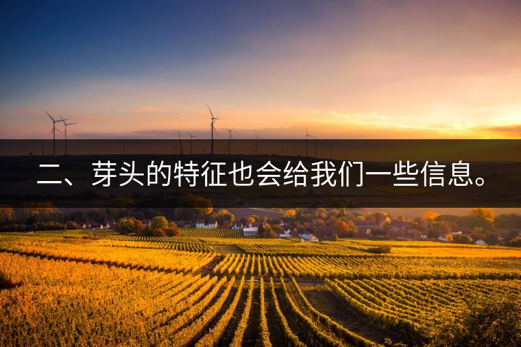 二、芽頭的特征也會(huì)給我們一些信息。