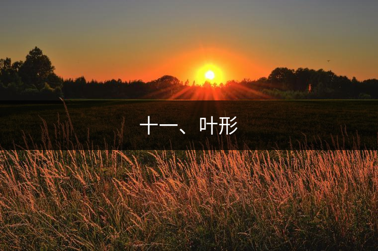 十一、葉形