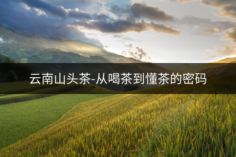云南山頭茶-從喝茶到懂茶的密碼 云南山頭茶-從喝茶到懂茶的密碼