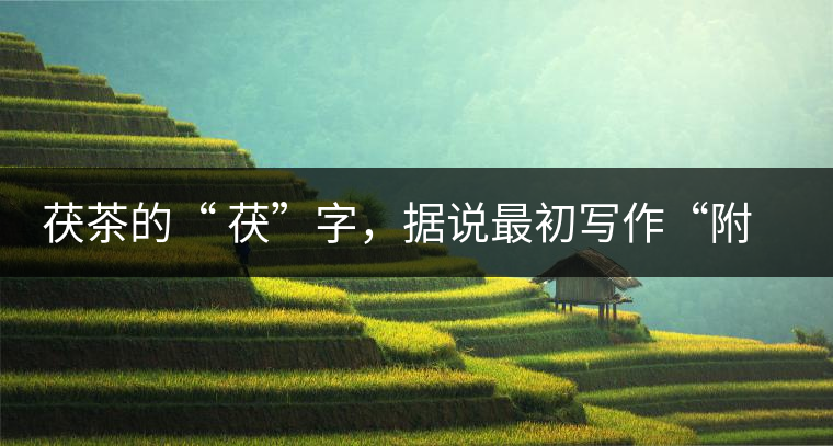 茯茶的“ 茯”字，據(jù)說(shuō)最初寫作“附”，意思就是非“正”品，次等貨。茯磚茶選料多用質(zhì)地很老的茶葉，加上茶梗與枝葉拼配。陳化后，性溫，有著獨(dú)特的營(yíng)養(yǎng)價(jià)值，更有助于幫助消化去膩。有些時(shí)候，茶傳播也有尷尬的時(shí)候，今天中原大地流行喝陳茶的時(shí)候，這個(gè)地方卻開始喝新茶。喝也喝出問(wèn)題來(lái)，磚茶不適合品新，因?yàn)槔现θ~含氟高的緣故，許多牧民甚至氟中毒，國(guó)家正在著手解決這一問(wèn)題。但從根本上來(lái)說(shuō)，還是需要消費(fèi)者回到自己的傳統(tǒng)，把茶葉的儲(chǔ)藏習(xí)慣繼續(xù)保留。