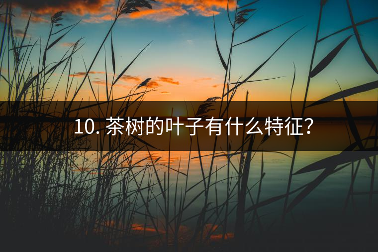 ? 10. 茶樹的葉子有什么特征？