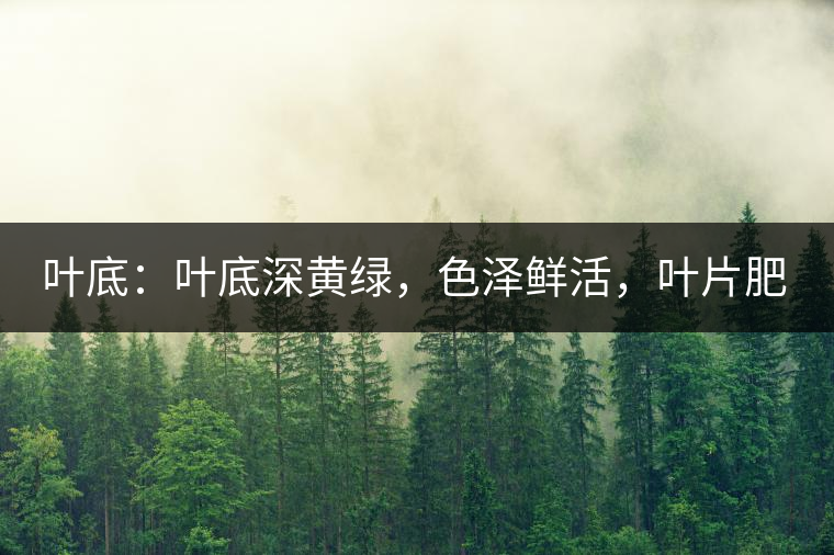 葉底：葉底深黃綠，色澤鮮活，葉片肥厚，梗莖肥壯，而且非常柔韌。