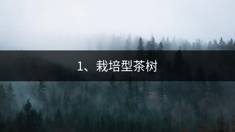 1、栽培型茶樹