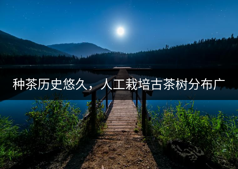種茶歷史悠久，人工栽培古茶樹分布廣