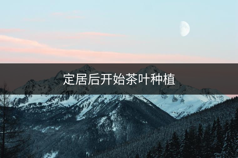 定居后開始茶葉種植
