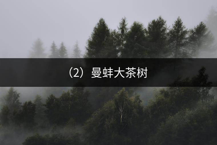 （2）曼蚌大茶樹