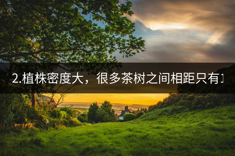 2.植株密度大，很多茶樹之間相距只有1-2米。