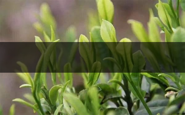 什么是雨前茶？雨前茶有何特點(diǎn)？