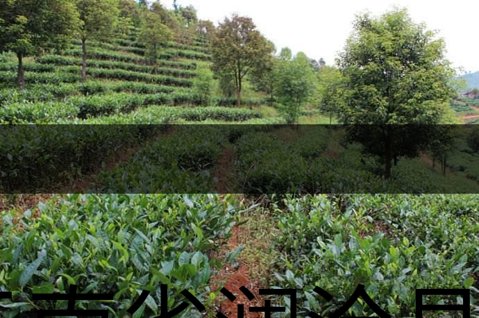 云南省瀾滄縣茶業(yè)概況簡(jiǎn)述（第三章）