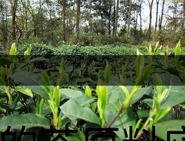 好的茶原料應具備的幾個必要條件？