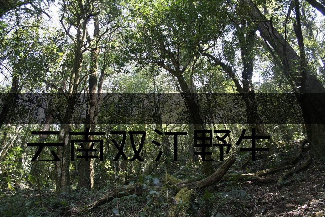 云南雙江野生古茶樹(shù)群落介紹