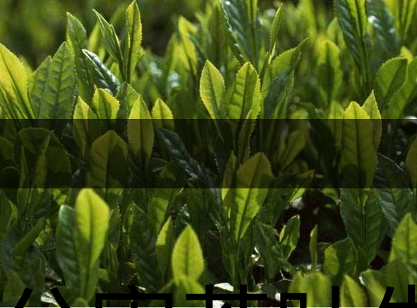 無公害茶葉生產(chǎn)規(guī)范的條件有哪些？（上篇）