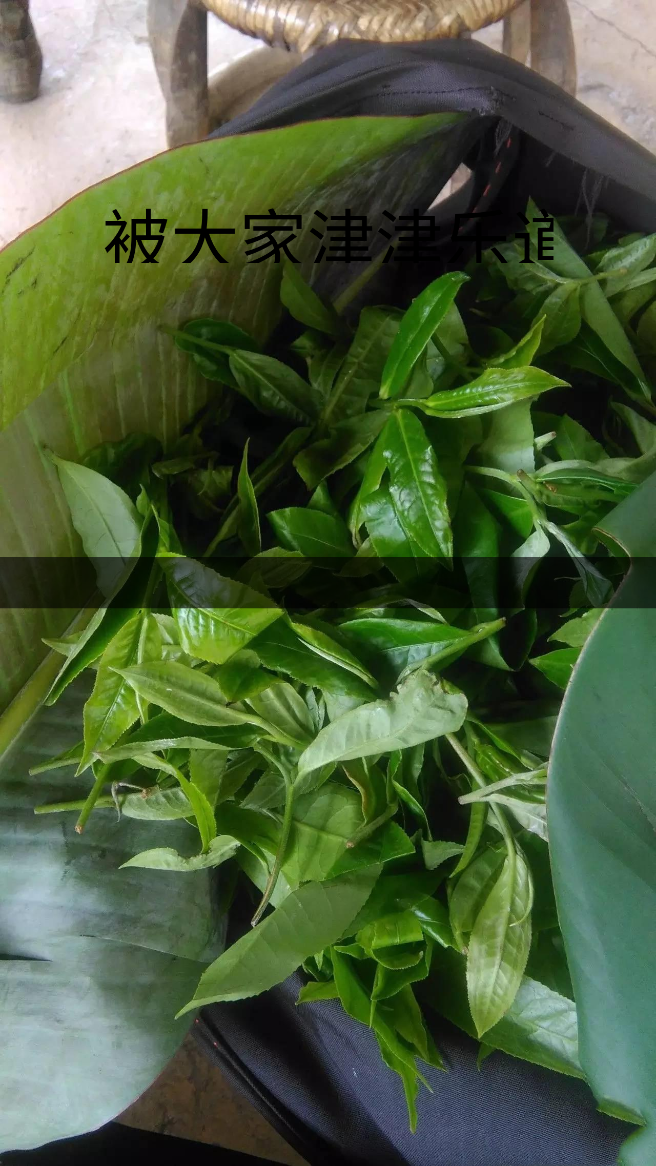 被大家津津樂道的森林茶，你知道是什么？-1-1