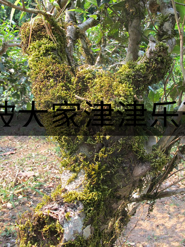 被大家津津樂道的森林茶，你知道是什么？-3-1