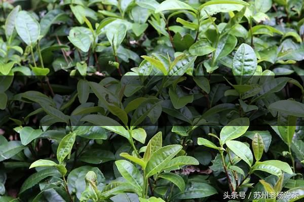 老楊說茶：什么是武夷山正巖茶的巖韻？-8-1