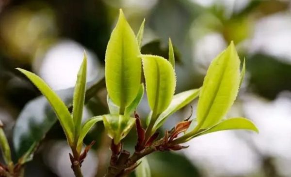 一杯刮風(fēng)寨，邂逅山野之韻