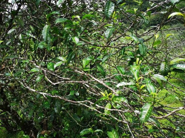 藤條茶是什么茶？藤條茶是怎樣形成的？