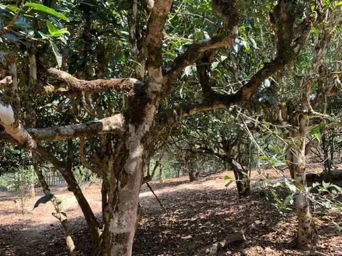 2021年磨烈古樹秋茶特點(diǎn)？