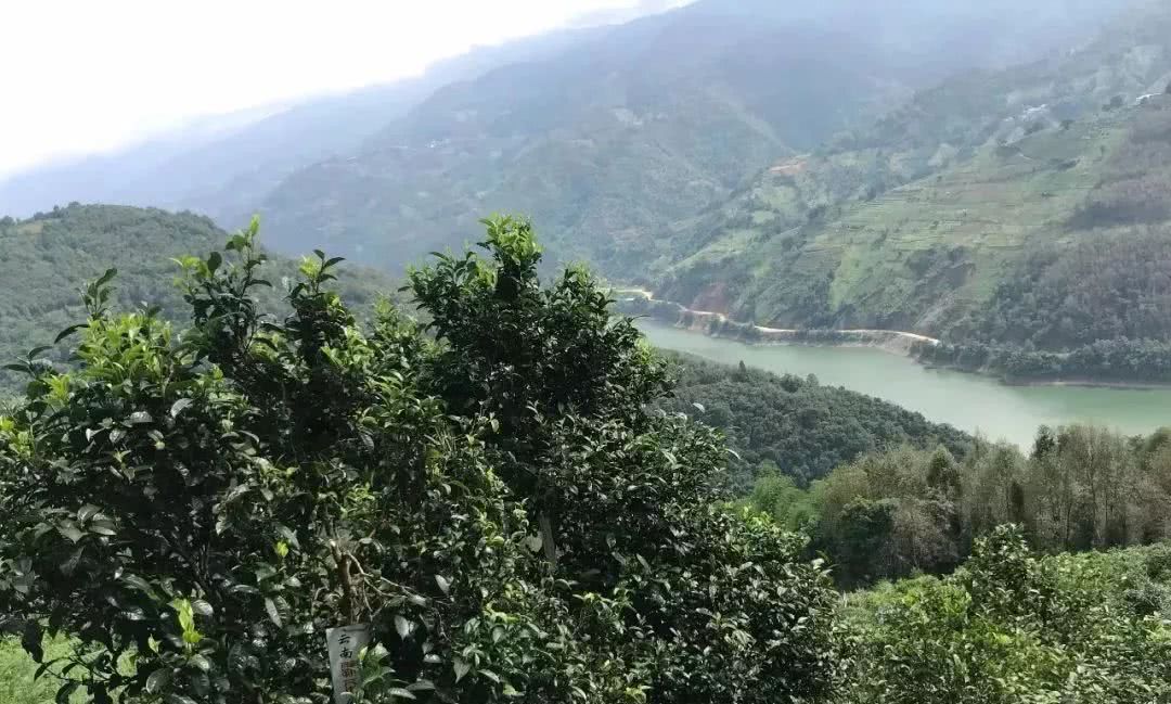 2021年單論茶氣，冰島也不如它-磨烈古樹秋