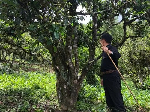 2021年大雪山古樹秋茶特點？