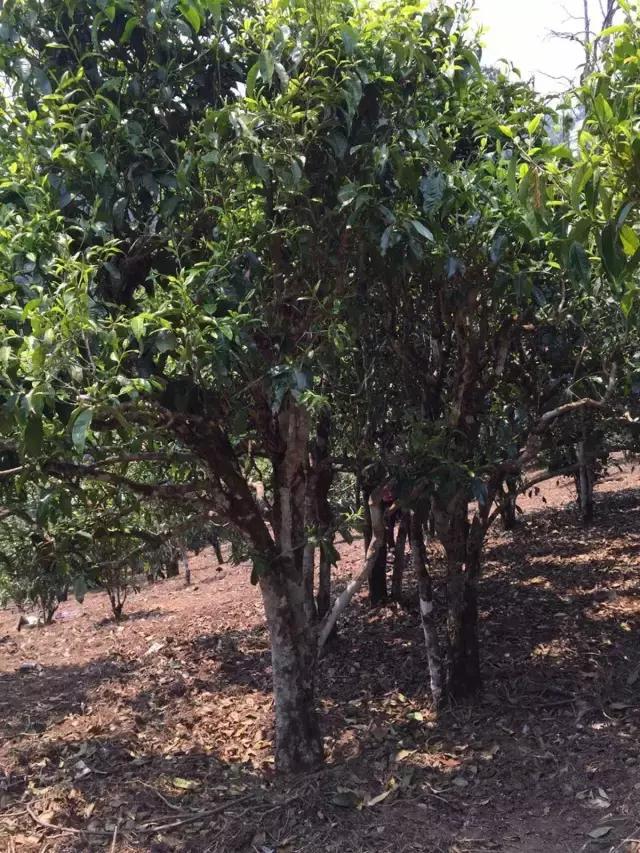 2021年冰島糯伍古樹秋茶特點(diǎn)？