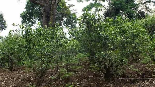 2021年冰島糯伍古樹秋茶多少錢一公斤？
