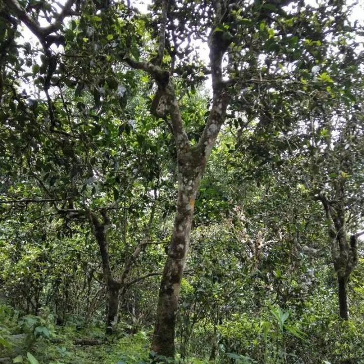 2021年巴達山章朗古樹秋茶口感？