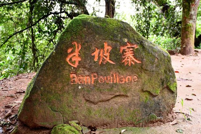 2021年南糯山半坡老寨古樹秋茶口感？