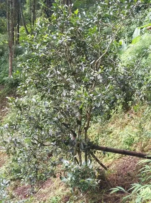 2022年須立貢茶古茶山詳解！