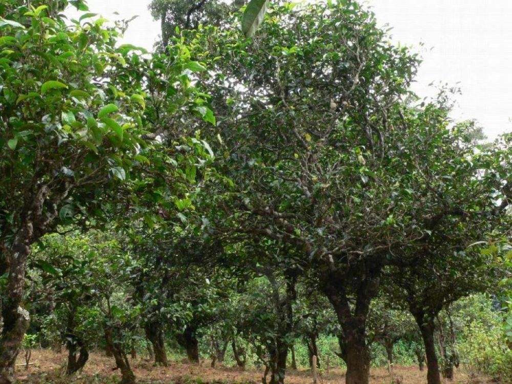 2022年須立貢茶為何備受皇室青睞!揭秘！