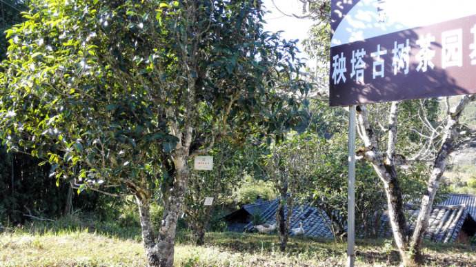 2022年景谷秧塔古樹(shù)春茶詳情介紹！