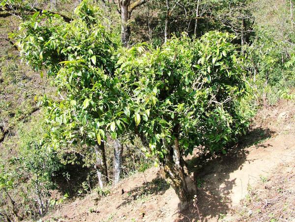 2022年景東御筆古茶山古樹春茶特點(diǎn)？