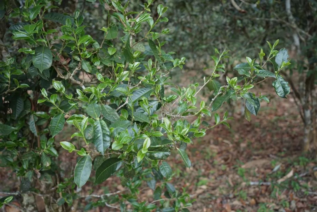 2022年景東哀牢山古樹春茶價(jià)格多少？