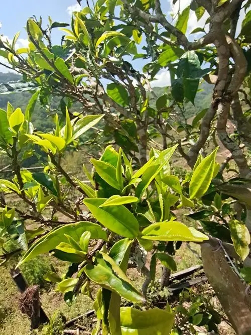 2022年鎮(zhèn)沅砍盆箐古樹(shù)春茶特點(diǎn)？