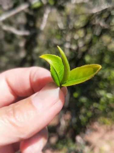 2022年野性十足的鎮(zhèn)沅打筍山古樹(shù)春茶！