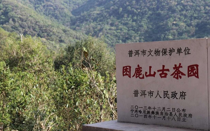 2022年困鹿山古樹春茶特點？
