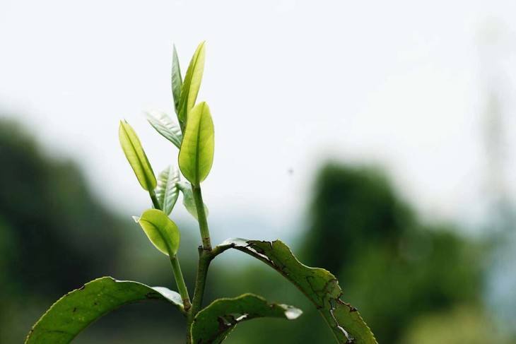2022年白茶園古樹(shù)春茶品鑒！
