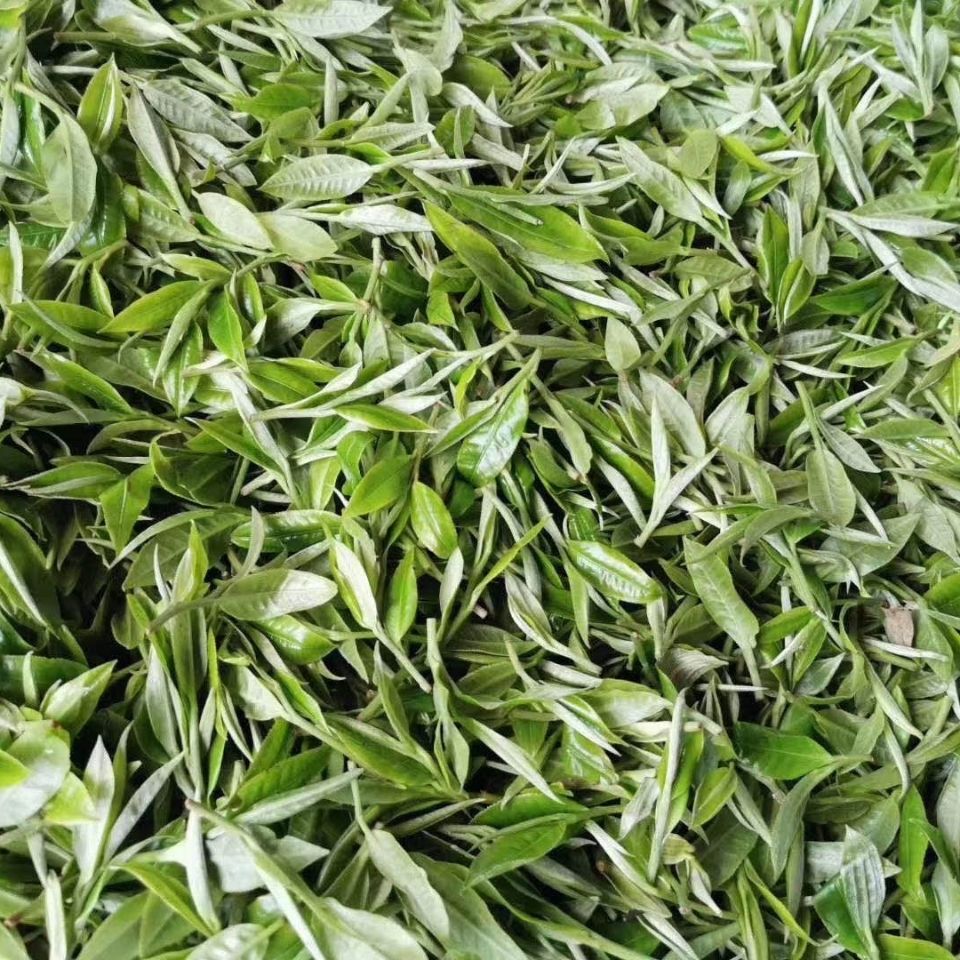 2022年白茶園古樹(shù)春茶多少錢一公斤？