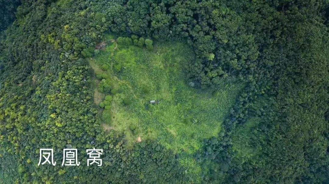 2022年鳳凰窩古樹(shù)春茶特點(diǎn)？