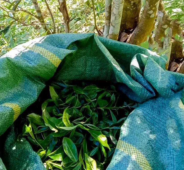 2022年鳳凰窩古樹春茶口感？
