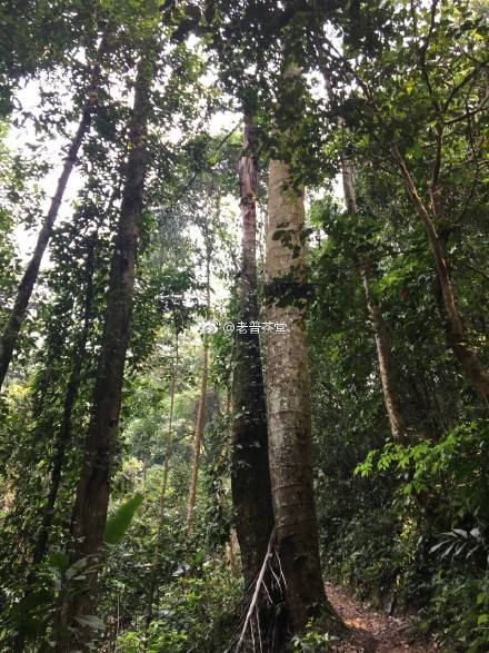 2022年刮風(fēng)寨茶王樹古樹春茶特點？