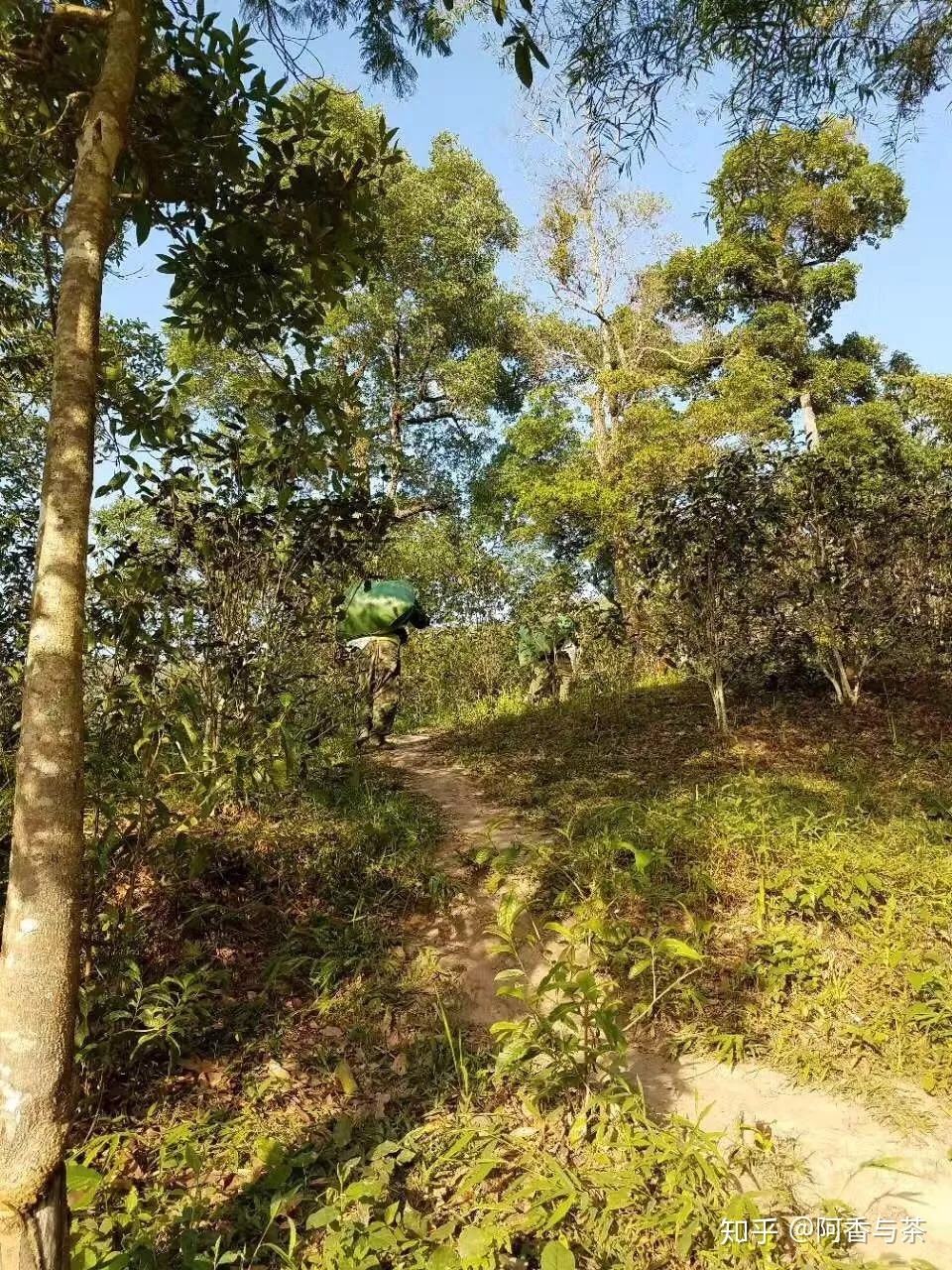2022年刮風寨茶王樹古樹茶多少錢一公斤？