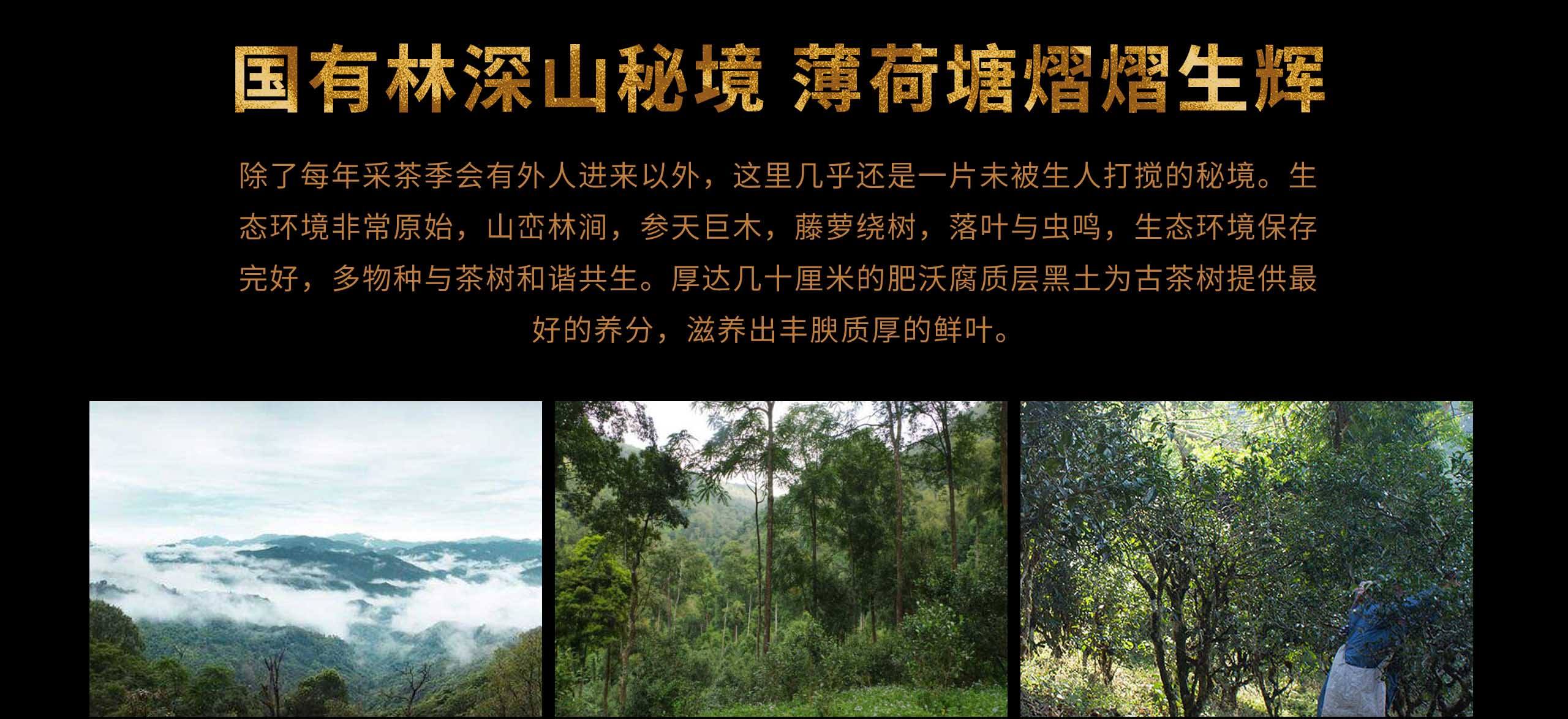 2022年薄荷塘古樹春茶特點？