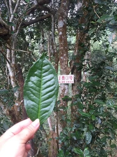 2022年薄荷塘古樹春茶價(jià)格？