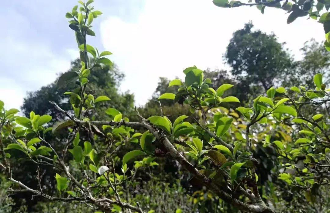 2022年香椿林古樹春茶特點？